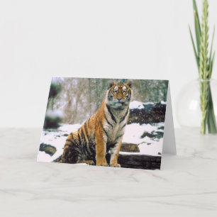 Tiger in Snow Card