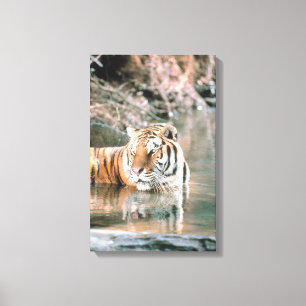 Tiger in stream canvas print