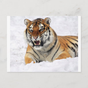 Tiger In The Snow Postcard