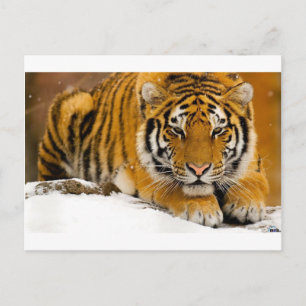 TIger in the Snow Ready to Attack Postcard