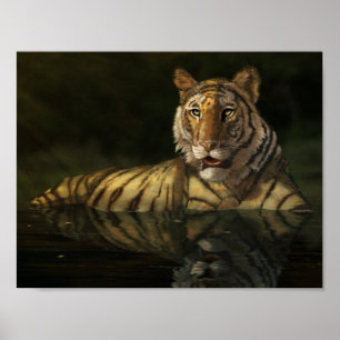 Tiger in the Water digital painting Poster