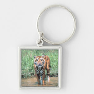 Tiger in water key ring