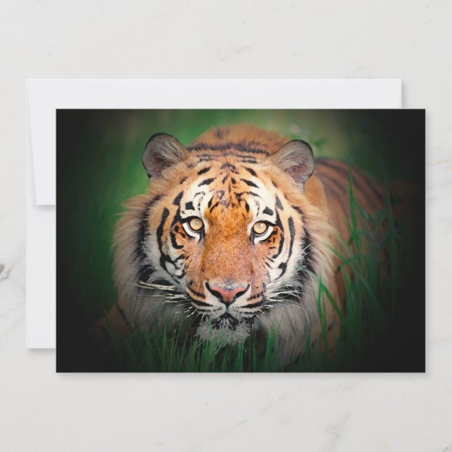 Tiger Invitation (Front)