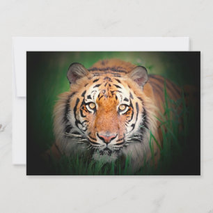 Tiger Invitation
