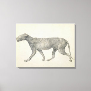 Tiger: Lateral View, with Skin and Tissue Removed, Canvas Print