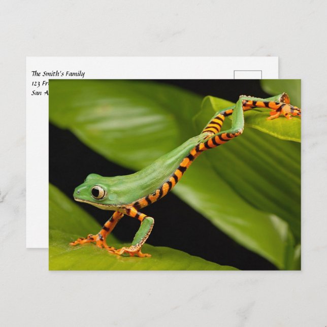 Tiger Leg Monkey Tree Frog Postcard (Front/Back)