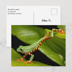 Tiger Leg Monkey Tree Frog Postcard