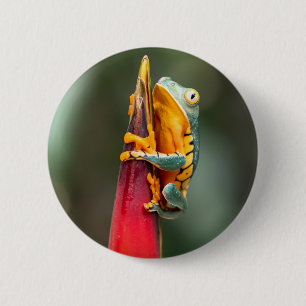 Tiger Legged Monkey Tree Frog Green Orange 6 Cm Round Badge