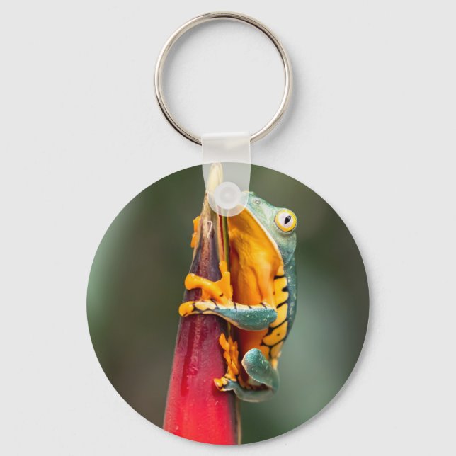 Tiger Legged Monkey Tree Frog Green Orange Key Ring (Front)