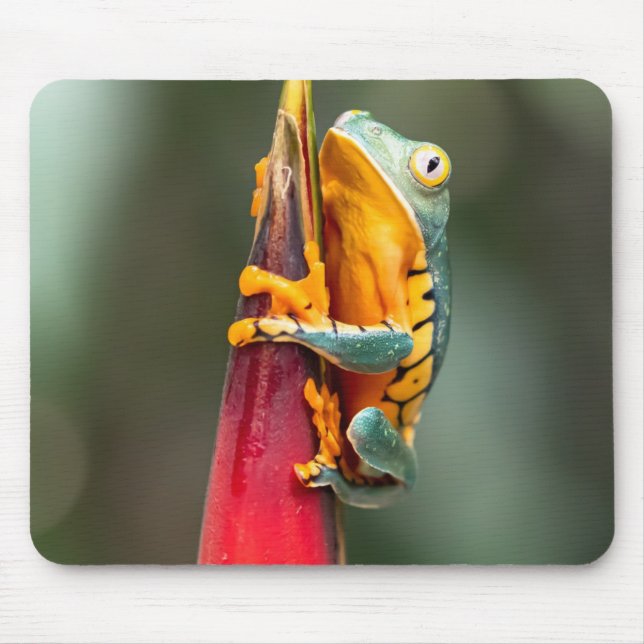 Tiger Legged Monkey Tree Frog Green Orange Mouse Pad (Front)
