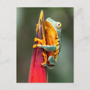 Tiger Legged Monkey Tree Frog Green Orange Postcard