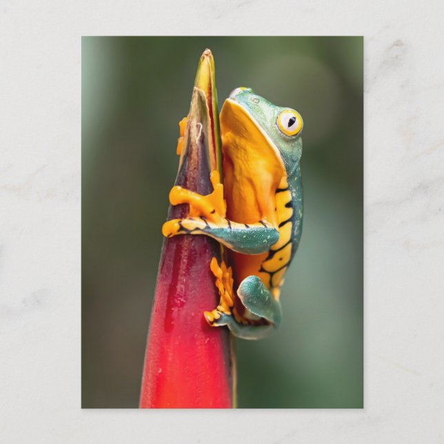 Tiger Legged Monkey Tree Frog Green Orange Postcard (Front)