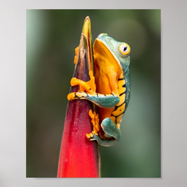 Tiger Legged Monkey Tree Frog Green Orange Poster (Front)