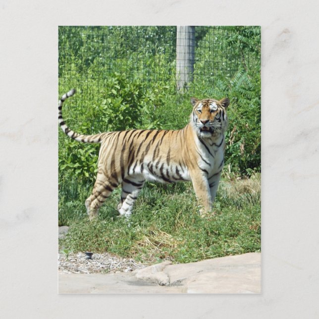 Tiger Light Postcard (Front)