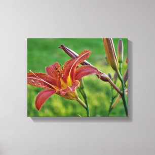 Tiger Lilies Canvas Print