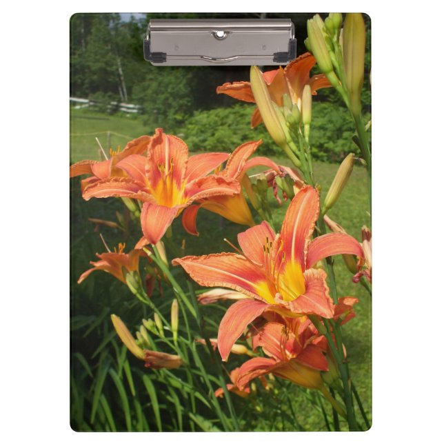 Tiger Lilies in a Garden Clipboard (Front)