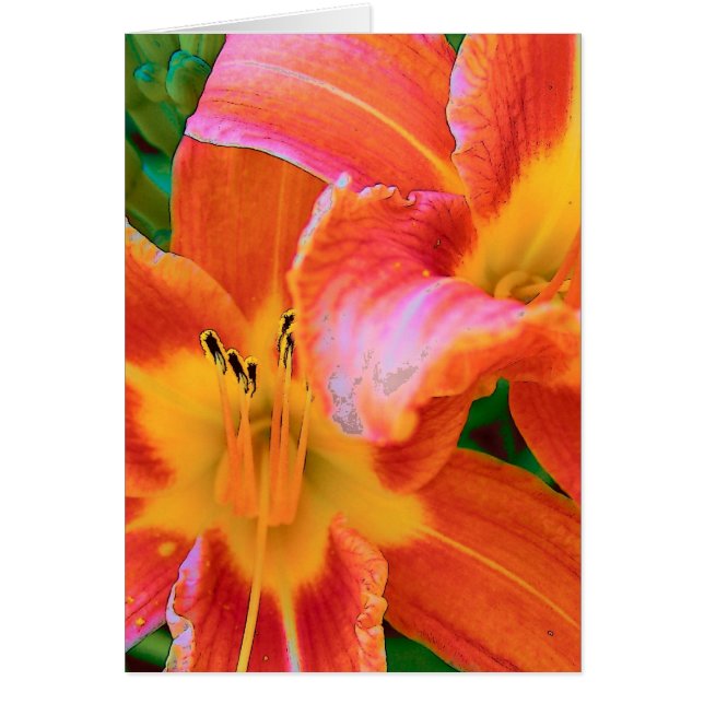 Tiger Lillies (Front)