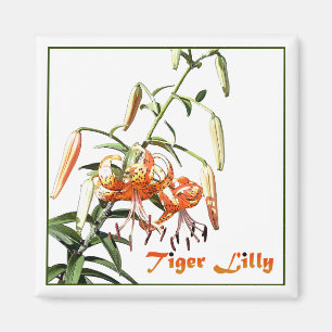 Tiger Lilly Magnet