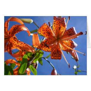tiger lily