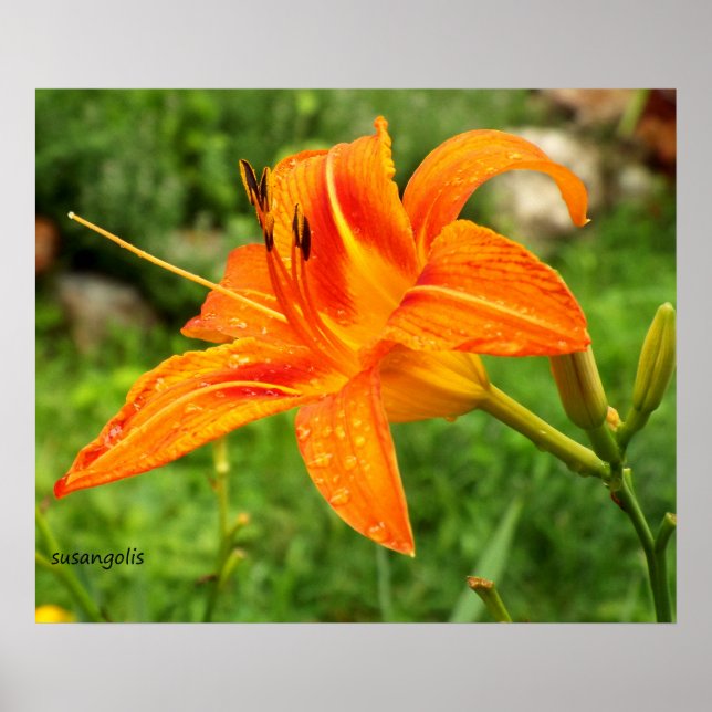 Tiger Lily Botanical Value Poster (Front)