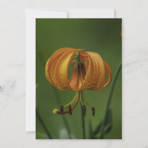 Tiger Lily  - Flat Greeting Card
