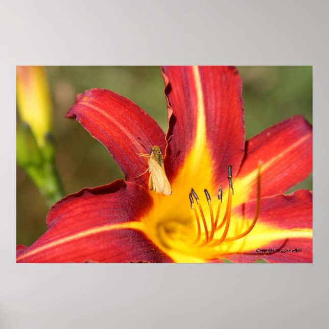 Tiger Lily & Friend Poster (Front)