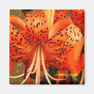 'Tiger Lily' Magnet