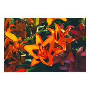 Tiger Lily Photo Print
