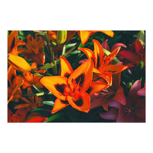 Tiger Lily Photo Print (Front)