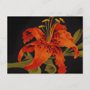 Tiger Lily Postcard