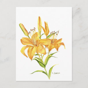Tiger lily postcard