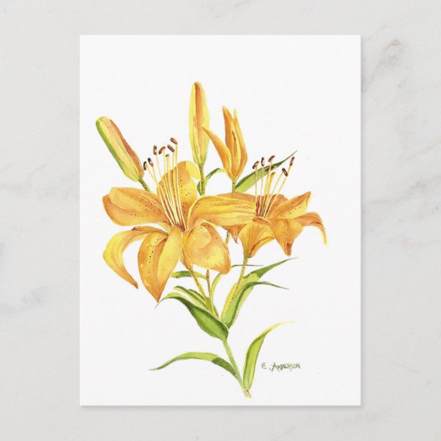 Tiger lily postcard (Front)