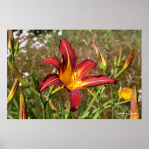 Tiger Lily Poster