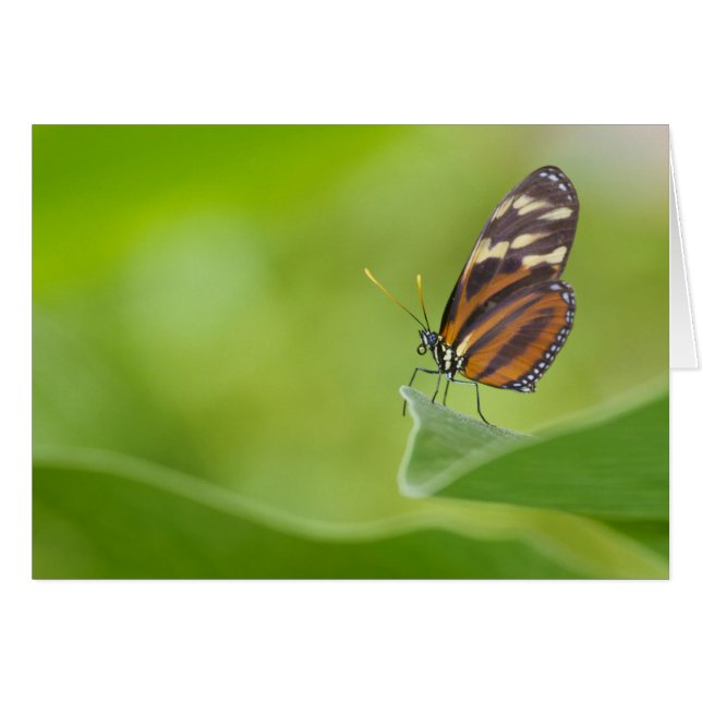Tiger Longwing butterfly (Front Horizontal)