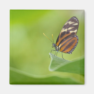 Tiger Longwing butterfly Magnet