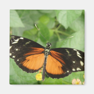Tiger Longwing Butterfly Magnet