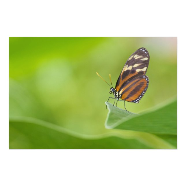 Tiger Longwing butterfly Photo Print (Front)