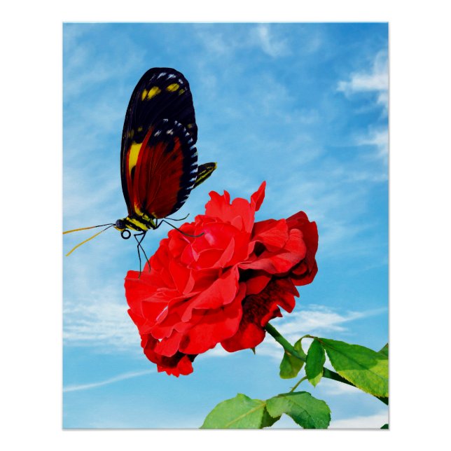 Tiger longwing butterfly pollinating a rose Don Ju Poster (Front)