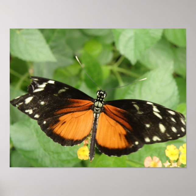 Tiger Longwing Butterfly Print (Front)