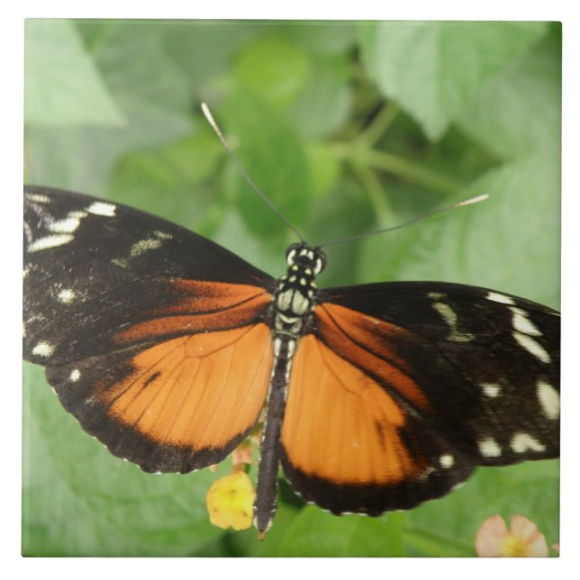 Tiger Longwing Butterfly Tile (Front)