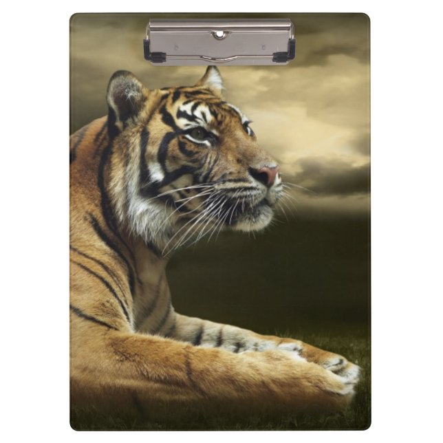 Tiger looking and sitting under dramatic sky clipboard (Front)