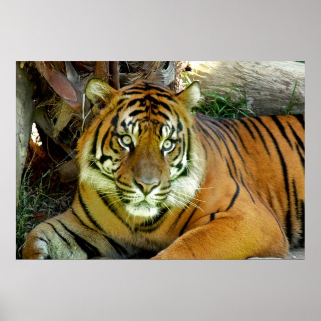 Tiger Looking Pretty Poster (Front)