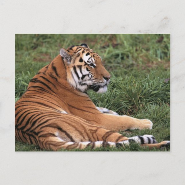 Tiger Lounging in Grass Postcard (Front)