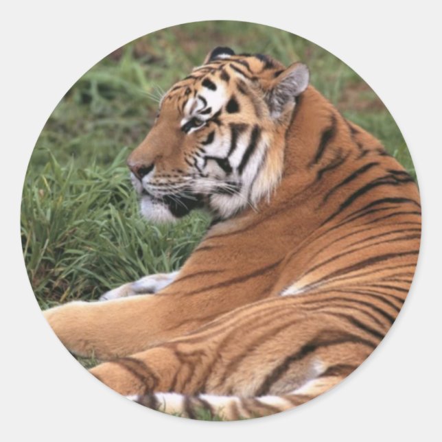 Tiger Lounging in Grass Stickers (Front)