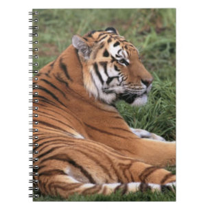 TIger Lounging on Grass Notebook