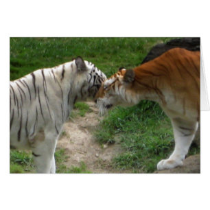 Tiger Love