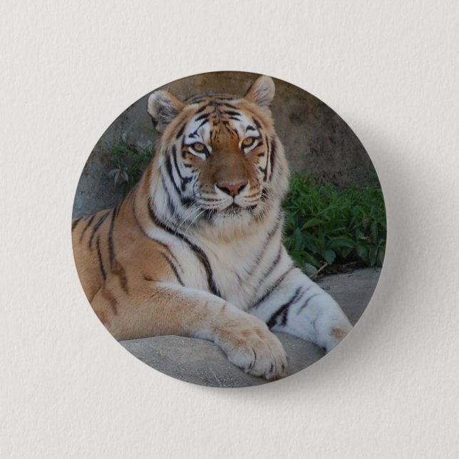 Tiger Love 6 Cm Round Badge (Front)