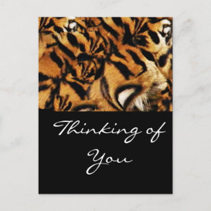 Tiger Love_ Postcard