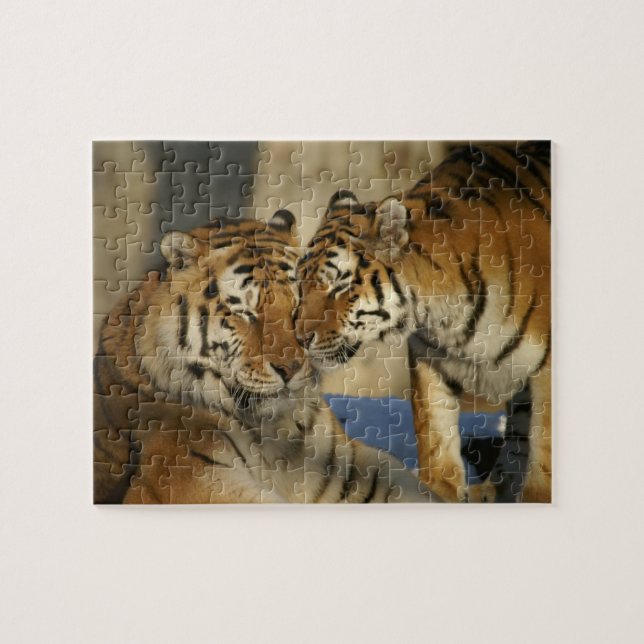 Tiger Love Puzzle (Horizontal)
