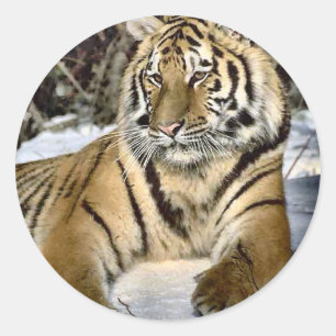 Tiger Lovers Art Gifts Classic Round Sticker